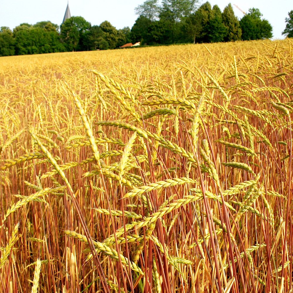 Dinkelfeld