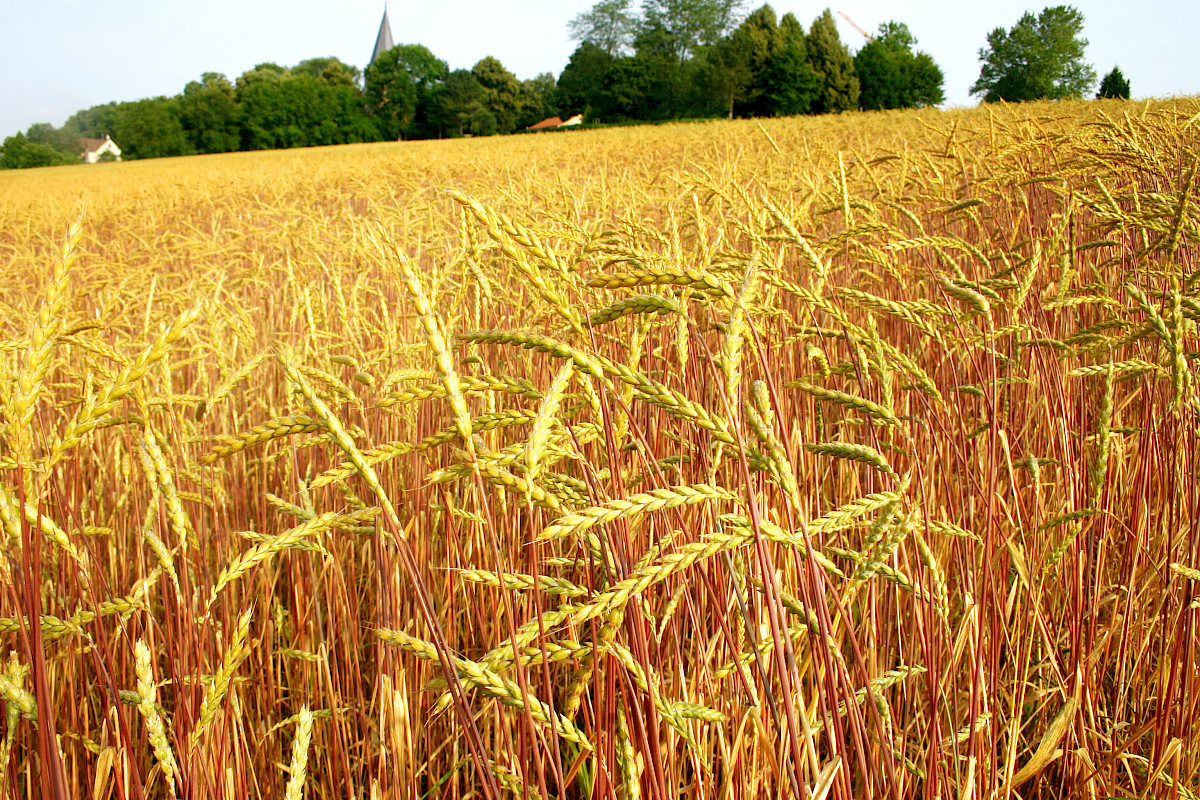 Dinkelfeld