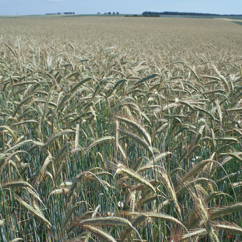 Roggenfeld