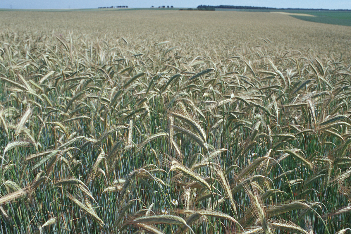 Roggenfeld