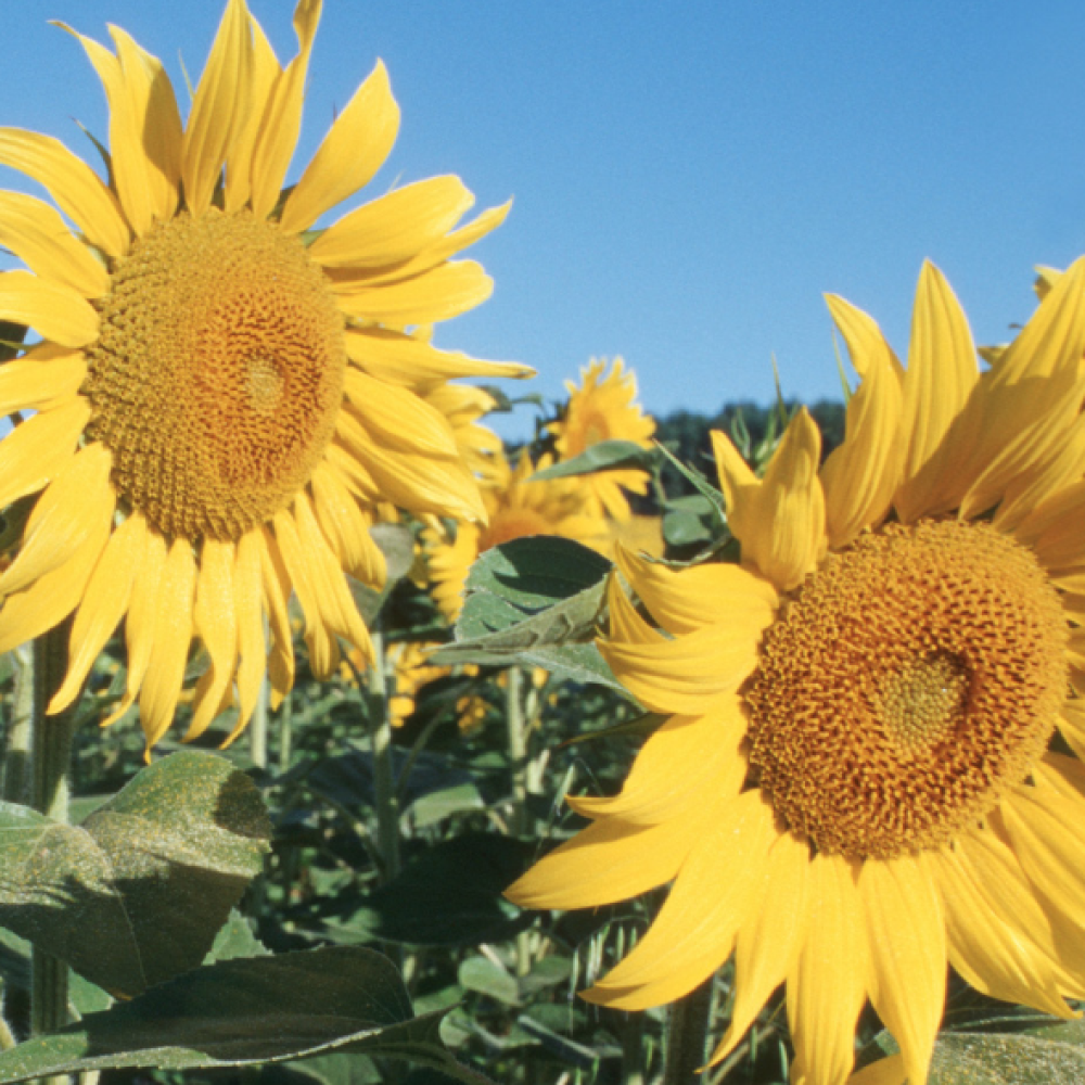Sonnenblumen