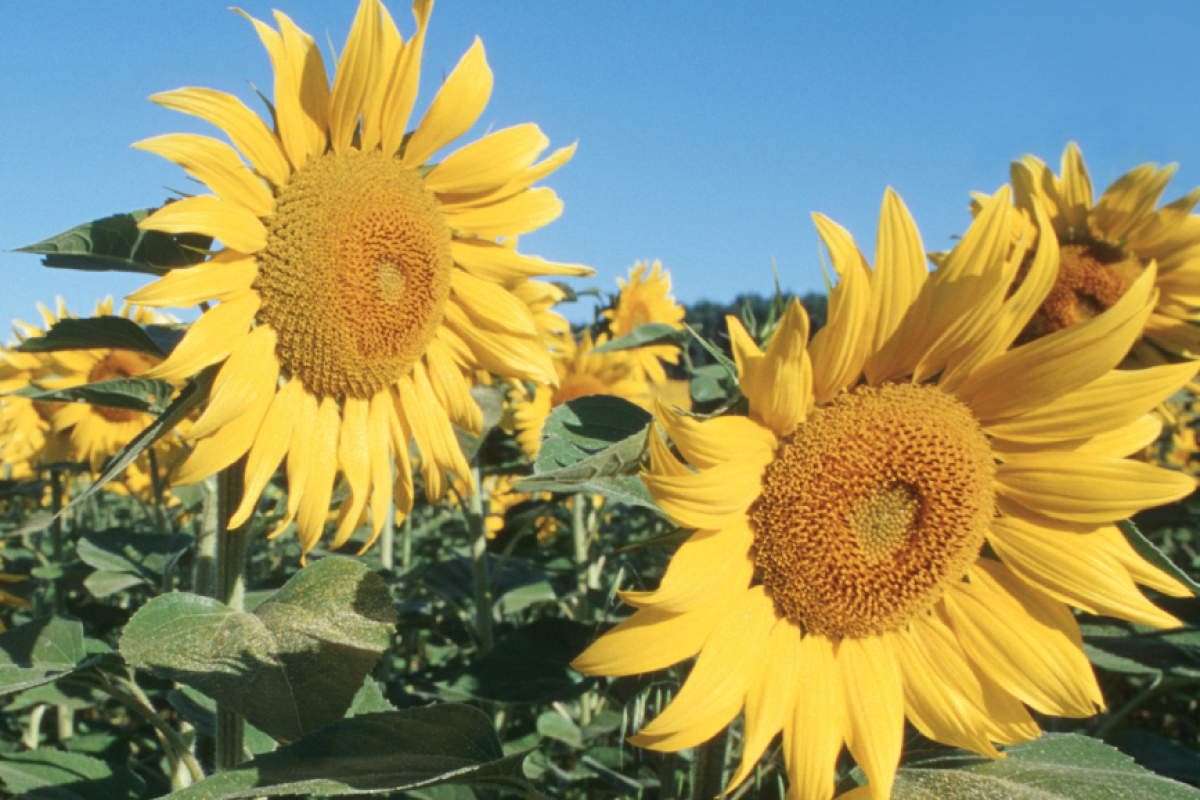 Sonnenblumen