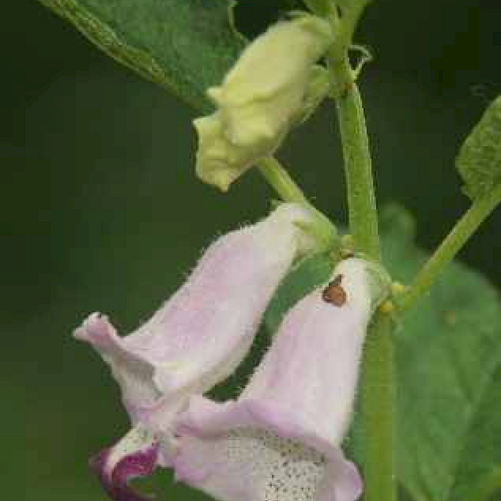 Sesam Blüte