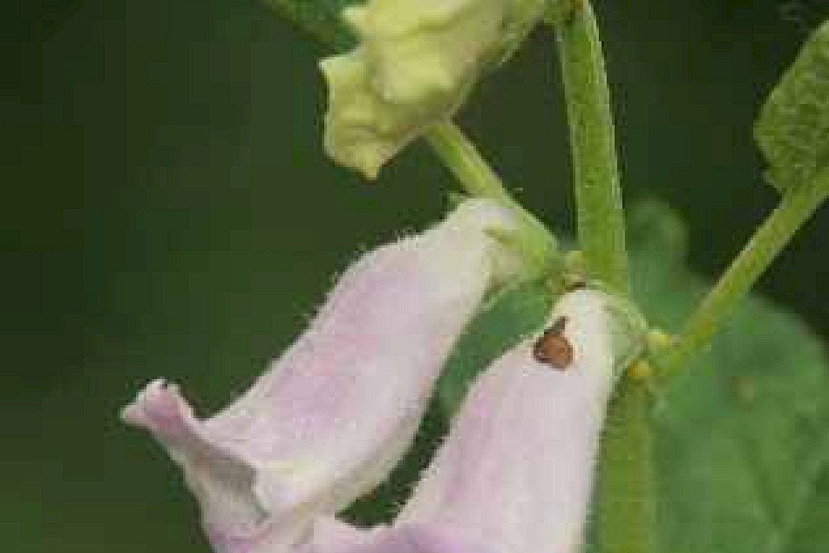 Sesam Blüte