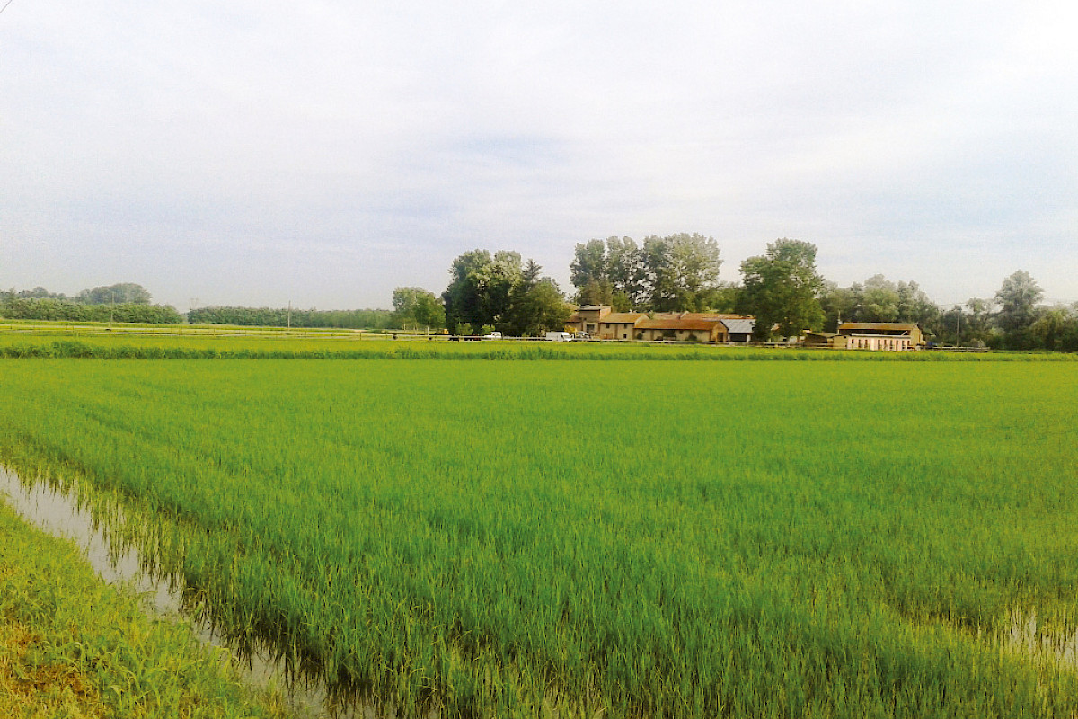 Reismühle Riseria Masinari