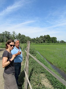 Reislangwirt in Italien