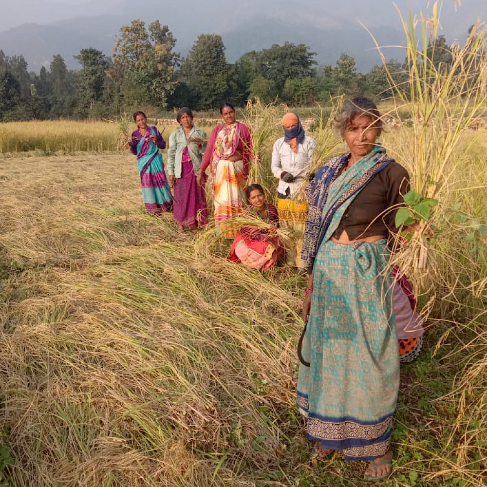 Reisbäuerinnen in Indien