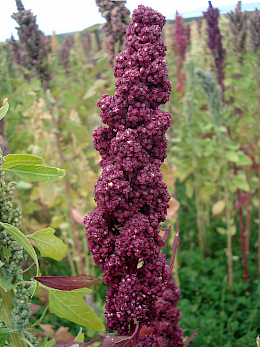 Quinoabüte