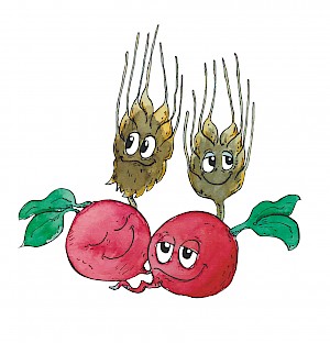 emmer_radischen