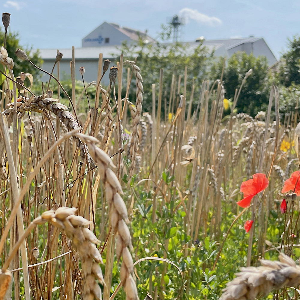 Lebendige Felder - Fruchtfolge als Garant für Biodiversität und Bodenfruchtbarkeit