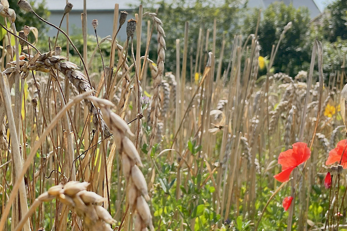 Lebendige Felder - Fruchtfolge als Garant für Biodiversität und Bodenfruchtbarkeit