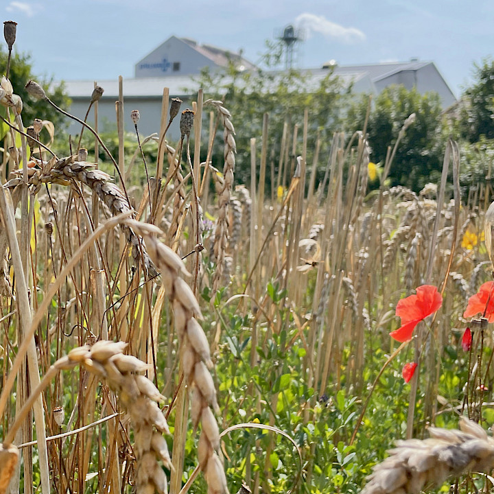 Lebendige Felder - Fruchtfolge als Garant für Biodiversität und Bodenfruchtbarkeit