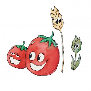 tomate_couscous